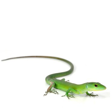 Green Keel-Bellied Lizard